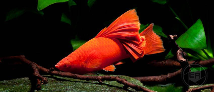 Xipophorus helleri Simpson